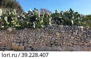 Опунция мелковолосистая (Opuntia microdasys). Надур (In-Nadur). Остров Гоцо (Gozo). Мальта (2023 год). Стоковое фото, фотограф lana1501 / Фотобанк Лори