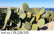 Опунция мелковолосистая (Opuntia microdasys). Надур (In-Nadur). Остров Гоцо (Gozo). Мальта (2023 год). Стоковое фото, фотограф lana1501 / Фотобанк Лори