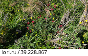 Сулла коронария (Sulla coronaria). Надур (In-Nadur). Остров Гоцо (Gozo). Мальта (2023 год). Стоковое фото, фотограф lana1501 / Фотобанк Лори