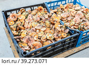 Saffron milk cap aka red pine mushrooms (Lactarius deliciosus) Стоковое фото, фотограф FotograFF / Фотобанк Лори