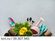 Gardening background with yellow gerbera, tolls and flowers plant on gray concrete background. Top view. Стоковое фото, фотограф Светлана Лажко / Фотобанк Лори