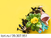 Gardening background with gerbera, tolls and flowers plant in box on yellow background. Top view. Copy space. Стоковое фото, фотограф Светлана Лажко / Фотобанк Лори
