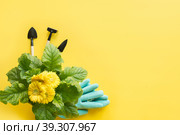 Yellow gerbera, shovel, gardening tolls on yellow. Copy space. Стоковое фото, фотограф Светлана Лажко / Фотобанк Лори