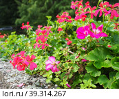 Blooming pink ivy geranium pelargonium, vertical design of landscaping of streets and parks. Beautiful large pelargonium geranium cranesbill flowers. Floriculture and horticulture. Banja Koviljaca. Стоковое фото, фотограф Юлия Петровская / Фотобанк Лори