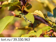 Dew or rain drops shine in the morning sun on the leaves of a berry bush - irga, selective focus. Стоковое фото, фотограф Дмитрий Коростылев / Фотобанк Лори