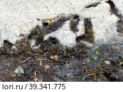 spring traces of the stay of mice - burrows and passages between holes bursting out of the snow, selective focus. Стоковое фото, фотограф Дмитрий Коростылев / Фотобанк Лори