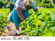 Jung women pick fresh delicious strawberry in a field. Стоковое фото, фотограф Igor Tichonow / Фотобанк Лори