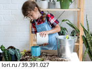 Girl transplants a potted houseplant philodendron into a new soil with drainage. Potted plant care, watering, fertilizing, hand sprinkle the mixture with a scoop and tamp it in a pot. Hobby and environment. Стоковое фото, фотограф Ольга Симонова / Фотобанк Лори