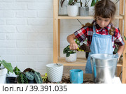 Girl transplants a potted houseplant philodendron into a new soil with drainage. Potted plant care, watering, fertilizing, hand sprinkle the mixture with a scoop and tamp it in a pot. Hobby and environment. Стоковое фото, фотограф Ольга Симонова / Фотобанк Лори