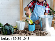 Girl transplants a potted houseplant philodendron into a new soil with drainage. Potted plant care, watering, fertilizing, hand sprinkle the mixture with a scoop and tamp it in a pot. Hobby and environment. Стоковое фото, фотограф Ольга Симонова / Фотобанк Лори