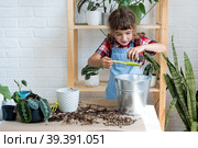 Girl transplants a potted houseplant philodendron into a new soil with drainage. Potted plant care, watering, fertilizing, hand sprinkle the mixture with a scoop and tamp it in a pot. Hobby and environment. Стоковое фото, фотограф Ольга Симонова / Фотобанк Лори