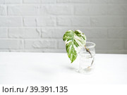 Rooted sprout of philodendron Monstera Alba for potting. Propagation of domestic plants, cuttings and cultivation. Стоковое фото, фотограф Ольга Симонова / Фотобанк Лори