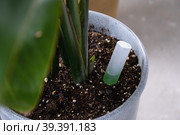 Drip fertilizer for potted plants, growth acceleration, home plant care. A bottle of liquid is inserted into the soil in a pot. Стоковое фото, фотограф Ольга Симонова / Фотобанк Лори