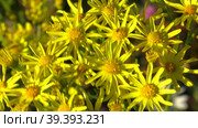 Южный Урал, цветущая якобея эруколистная на лугу. Southern Urals, blooming Jacobaea erucifolia in the meadow. Стоковое видео, видеограф Евгений Романов / Фотобанк Лори