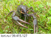 Европейский рак (Astacus astacus), благородный рак, или широкопалый рак, является наиболее распространенным видом раков в Европе и традиционным источником пищи. Стоковое фото, фотограф Pukhov K / Фотобанк Лори