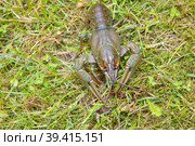 Европейский рак (Astacus astacus), благородный рак, или широкопалый рак, является наиболее распространенным видом раков в Европе и традиционным источником пищи. Стоковое фото, фотограф Pukhov K / Фотобанк Лори