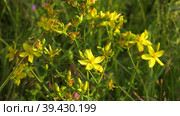Южный Урал, цветущий зверобой (Origanum vulgare) на лугу. Southern Urals, blooming St. John's wort (Hypericum perforatum) in the meadow. Стоковое видео, видеограф Евгений Романов / Фотобанк Лори