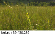 Южный Урал, цветущий репешок обыкновенный (Agrimonia eupatoria) на лугу. Southern Urals, blooming sticklewort (Agrimonia eupatoria) in the meadow. Стоковое видео, видеограф Евгений Романов / Фотобанк Лори