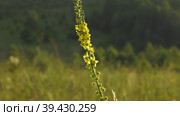 Южный Урал, цветущий репешок обыкновенный (Agrimonia eupatoria) на лугу. Southern Urals, blooming sticklewort (Agrimonia eupatoria) in the meadow. Стоковое видео, видеограф Евгений Романов / Фотобанк Лори