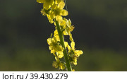 Южный Урал, цветущий репешок обыкновенный (Agrimonia eupatoria) на лугу. Southern Urals, blooming sticklewort (Agrimonia eupatoria) in the meadow. Стоковое видео, видеограф Евгений Романов / Фотобанк Лори