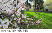 Цветущая войлочная вишня в городском парке. Красивые цветы Prunus tomentosa. Ветви китайской вишни с розовыми цветами на фоне ярко-зеленой травы и хвойных растений. Цветение плодовых и ягодных деревьев и кустарников. Blooming felt cherry in the city park. Beautiful flowers of Prunus tomentosa. Branches of Chinese cherry with pink flowers on a background of bright green grass and conifers. Flowering of fruit and berry trees and shrubs. Стоковое видео, видеограф Ирина / Фотобанк Лори