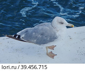 Степная чайка или хохотунья (лат. Larus cachinnans) - крупный вид, гнездящийся в основном на территории России и Украины в районах, прилегающих к Черному и Каспийскому морям. Стоковое фото, фотограф Сергей Елизарьев / Фотобанк Лори