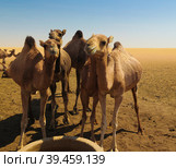 Portrait of drinking camels at the desert well in Ouled-Rachid, Batha, Chad. Стоковое фото, фотограф Сергей Майоров / Фотобанк Лори