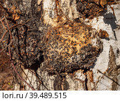 Южный Урал, многочисленные каповые наросты на берёзе Southern Urals, numerous burls on a birch. Стоковое фото, фотограф Евгений Романов / Фотобанк Лори