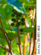 Ricinus communis, castor or palm-christie. Стоковое фото, фотограф Виктория Кольцова / Фотобанк Лори