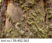 Южный Урал, следы подсечки на стволе сосны с остатками смолы. Southern Urals, the pine-tapping traces on the trunk with resin residues. Стоковое фото, фотограф Евгений Романов / Фотобанк Лори