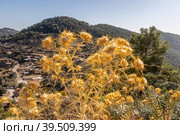 Dry orange onopordum flower head is on a beautiful blurred mountain background in summer. Стоковое фото, фотограф Татьяна Куклина / Фотобанк Лори