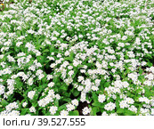Forget-me-nots. Myosotis flowering white plants in the family Boraginaceae. Forget-me-nots or scorpion grasses. Myosotis alpestris small flowers for decorating lawns, flower beds. Garden landscaping. Стоковое фото, фотограф Юлия Петровская / Фотобанк Лори