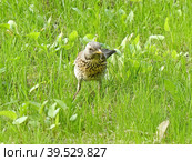 Рябинник или дрозд-рябинник (Turdus pilaris). Он всеяден, летом питается насекомыми и дождевыми червями, а зимой — ягодами, зерном и семенами. Стоковое фото, фотограф Сергей Елизарьев / Фотобанк Лори