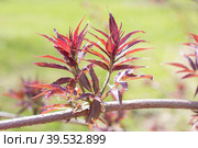 The blooming red leaves of the shrub. flowering racemose elder spring flowering. Стоковое фото, фотограф Светлана Высокос / Фотобанк Лори