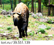 Portrait of takin (2011 год). Стоковое фото, фотограф Сергей Майоров / Фотобанк Лори