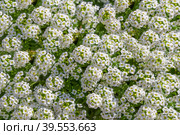 Alyssum Easter Bonnet White. Стоковое фото, фотограф Belikart / Фотобанк Лори