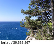 Можжевельник на фоне синего моря. Крымский пейзаж. Южный берег Крыма. (2019 год). Стоковое фото, фотограф Сергей Елизарьев / Фотобанк Лори