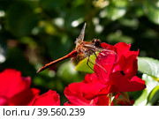Самец стрекозы кроваво-красной (Sympetrum sanguineum) на цветах розы. Стоковое фото, фотограф Евгений Капранов / Фотобанк Лори