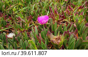 Суккулентное многолетнее растение Карпобротус саблевидный (лат. Carpobrotus acinaciformis). Санта-Мария-де-Белен, Лиссабон, Португалия (2023 год). Стоковое фото, фотограф lana1501 / Фотобанк Лори