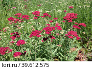 Тысячелистник красный (лат. Achillea) цветет в саду. Стоковое фото, фотограф Елена Коромыслова / Фотобанк Лори