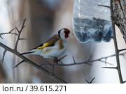Обыкновенный щегол (лат. Carduelis carduelis) Стоковое фото, фотограф Бородкин Андрей / Фотобанк Лори