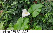 Калла эфиопская зантедеския (calla zantedeschia aethiopica). Сан-Жозе, Лиссабон, Португалия (2023 год). Стоковое фото, фотограф lana1501 / Фотобанк Лори