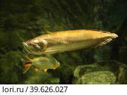Platinum Silver arowana (Osteoglossum bicirrhosum) most expensive fish in the world. Fish in the aquarium. Fish underwater. Стоковое фото, фотограф Ирина Вершинская / Фотобанк Лори
