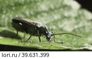Жук узконадкрылка (Oedemera virescens) на зеленом листе растения. Макросъемка. Стоковое видео, видеограф Mixail59 / Фотобанк Лори