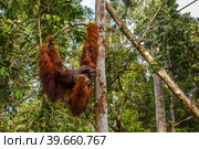 Orangutan hangs on a branch and eats coconut. Стоковое фото, фотограф Михаил Пряхин / Фотобанк Лори