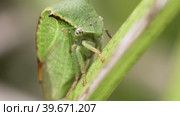 Макросъемка буйволовидной цикадки (Stictocephala bisonia) на листе тростнике. Стоковое видео, видеограф Mixail59 / Фотобанк Лори