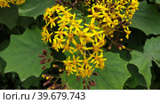 Бузульник зубчатый (Ligularia dentata). Ботанический сад (Lisbon Botanical Garden). Сан-Мамеде, Лиссабон, Португалия (2023 год). Стоковое фото, фотограф lana1501 / Фотобанк Лори