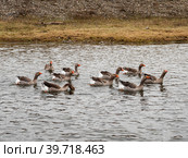 Южный Урал, село Кага: домашние гуси на реке Кага. Southern Urals, Kaga village: domestic geese on the Kaga River. Стоковое фото, фотограф Евгений Романов / Фотобанк Лори