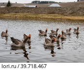 Южный Урал, село Кага: домашние гуси на реке Кага. Southern Urals, Kaga village: domestic geese on the Kaga River. Стоковое фото, фотограф Евгений Романов / Фотобанк Лори