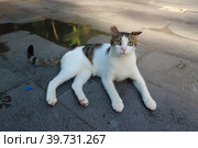 Кошка с рваным ухом. Стоковое фото, фотограф Оксана Лычева / Фотобанк Лори